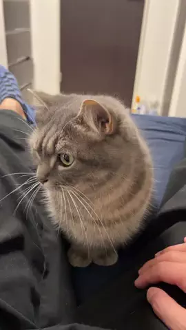 アクアとフランマ🐈🐾💙🧡のTikTok投稿