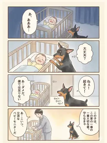 都内のチワワのTikTok投稿