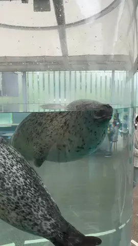 まぁ_コスパホテルのTikTok投稿