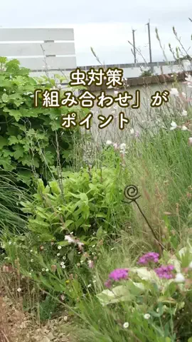 みゆきのTikTok投稿