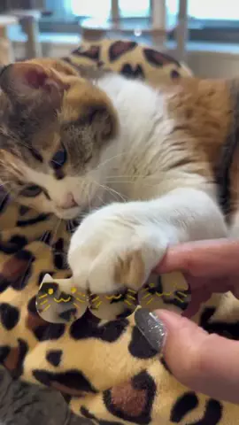 🐈もずあずちゃんねる🐈のTikTok投稿