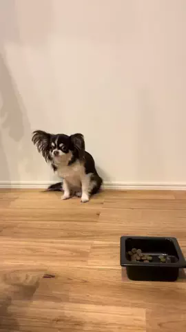 チワワのるるろろららのTikTok投稿