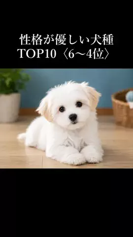 犬の教科書📕のTikTok投稿
