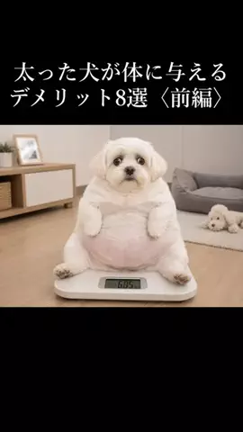 犬の教科書📕のTikTok投稿