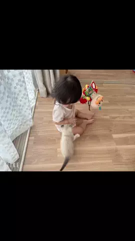 歌舞伎っ子：いろちゃんのTikTok投稿