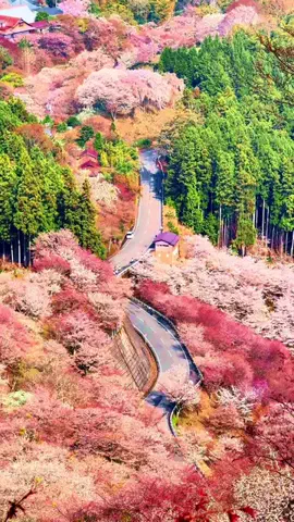 クナ【iPhoneで絶景を撮る人】のTikTok投稿