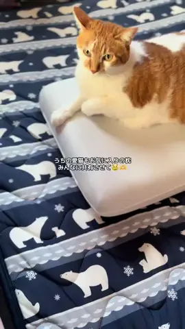ハルとアキ🐱のTikTok投稿