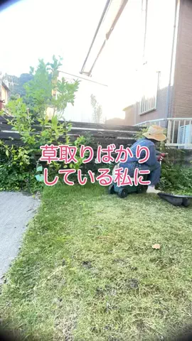 わか🌱雑草を愛でる人のTikTok投稿