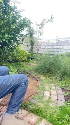 わか🌱雑草を愛でる人のTikTok投稿