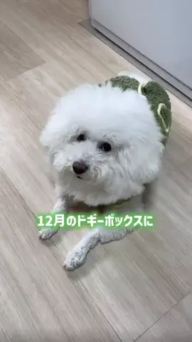 ダンシングオウムと監視犬のTikTok投稿