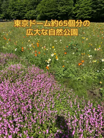 おとけしきのTikTok投稿