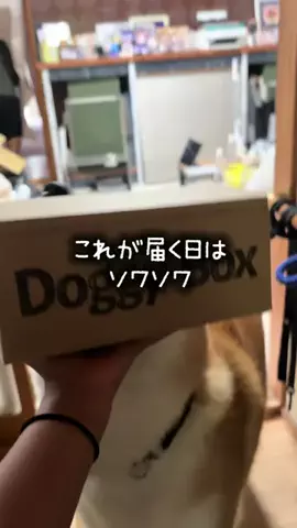 秋田犬えいきち🐶🍦💘のTikTok投稿