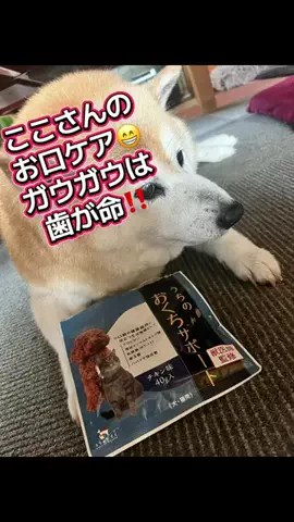 柴犬ここのTikTok投稿
