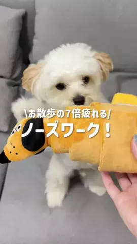 potato_maltipoo512のTikTok投稿