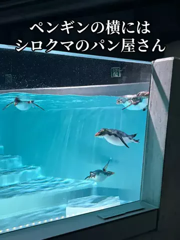 たびまちあるきのTikTok投稿