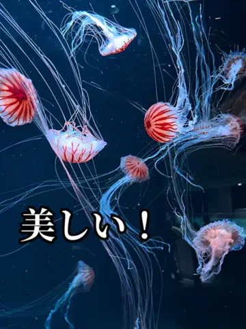 たびまちあるきのTikTok投稿