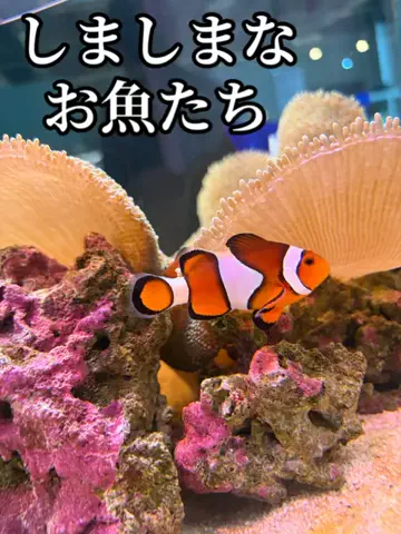 たびまちあるきのTikTok投稿