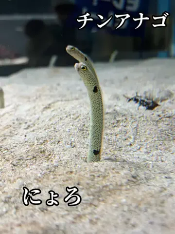 たびまちあるきのTikTok投稿