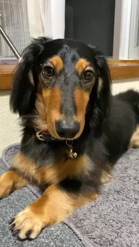 あんころ🐾うぶのTikTok投稿
