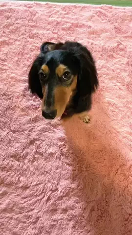 あんころ🐾うぶのTikTok投稿