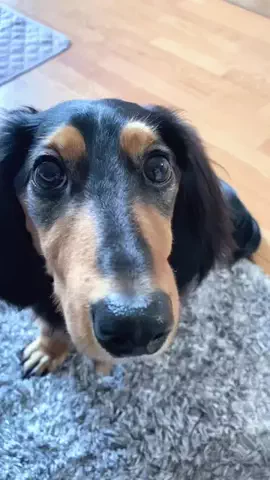 あんころ🐾うぶのTikTok投稿