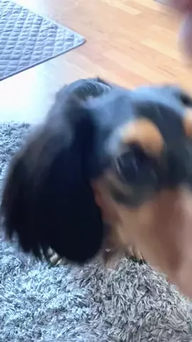 あんころ🐾うぶのTikTok投稿