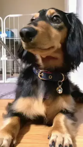 あんころ🐾うぶのTikTok投稿