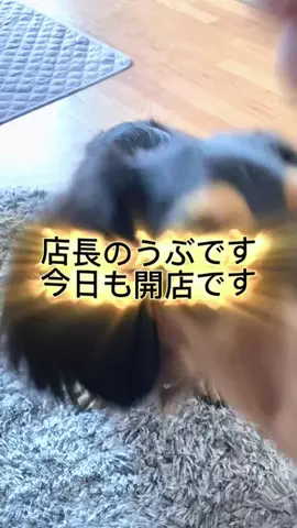 あんころ🐾うぶのTikTok投稿