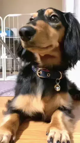 あんころ🐾うぶのTikTok投稿