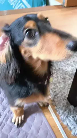 あんころ🐾うぶのTikTok投稿