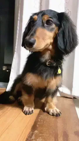 あんころ🐾うぶのTikTok投稿