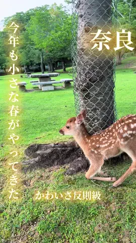 寝不足夜更かしバリトンのTikTok投稿