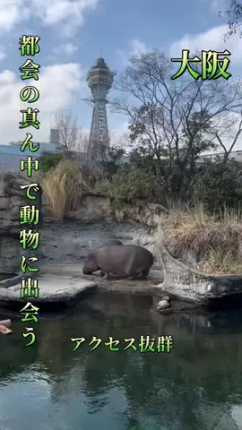 寝不足夜更かしバリトンのTikTok投稿