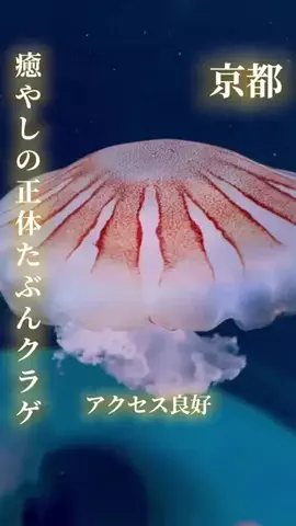 寝不足夜更かしバリトンのTikTok投稿