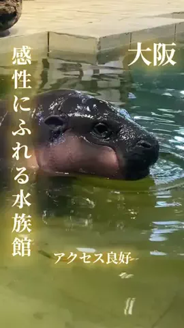 寝不足夜更かしバリトンのTikTok投稿