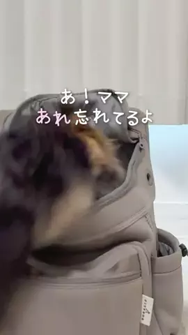ヨーキーのフクちゃんのTikTok投稿