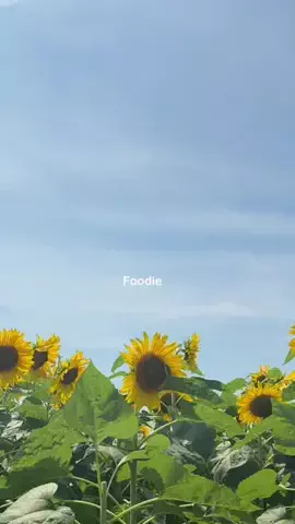 ピのTikTok投稿