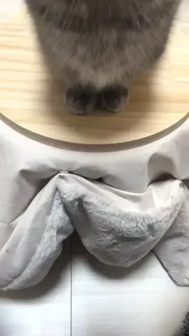 アクアとフランマ🐈🐾💙🧡のTikTok投稿