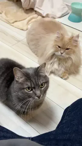 アクアとフランマ🐈🐾💙🧡のTikTok投稿
