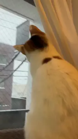 ツナプロのTikTok投稿