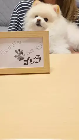 GODZILLAのTikTok投稿