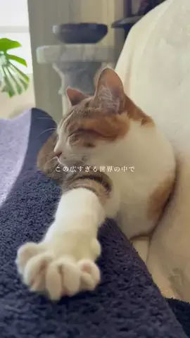 ツナプロのTikTok投稿
