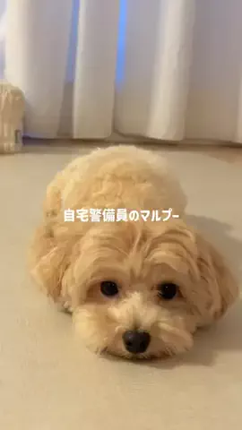 マルプー モコのTikTok投稿