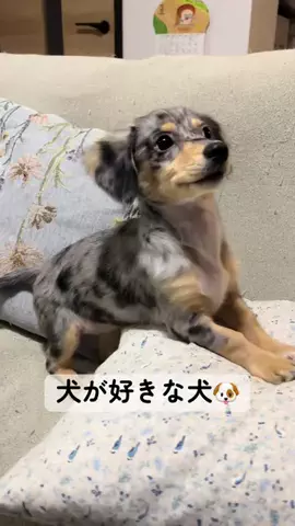 RuRu🐶ダップルチワックス子犬のTikTok投稿