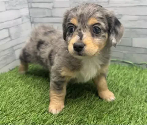 RuRu🐶ダップルチワックス子犬のTikTok投稿