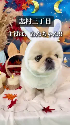 いたばしTIMESのTikTok投稿