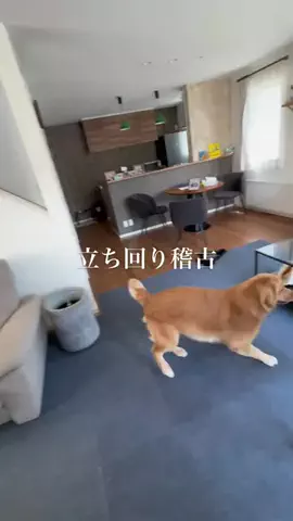 うみまるのBOSSのTikTok投稿