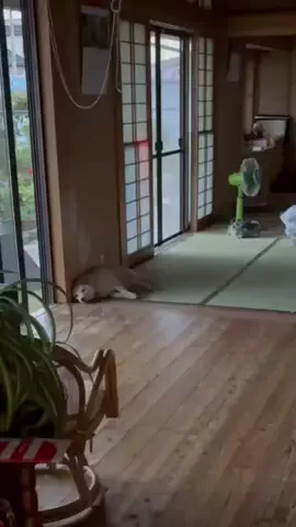 ぽかぽかわた丸💭 𓈒𓂂𓏸🔆のTikTok投稿