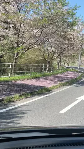 すずめのTikTok投稿