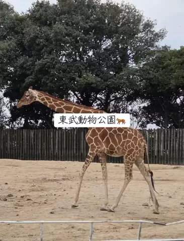 ホカンス日記 🌿のTikTok PR投稿：子どもから大人まで楽しめるのが魅力😊 休日のおでかけ…